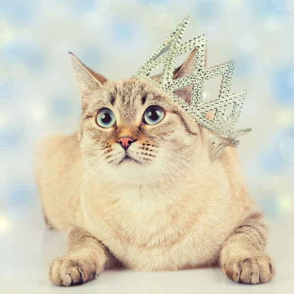 cat modelling with crown
