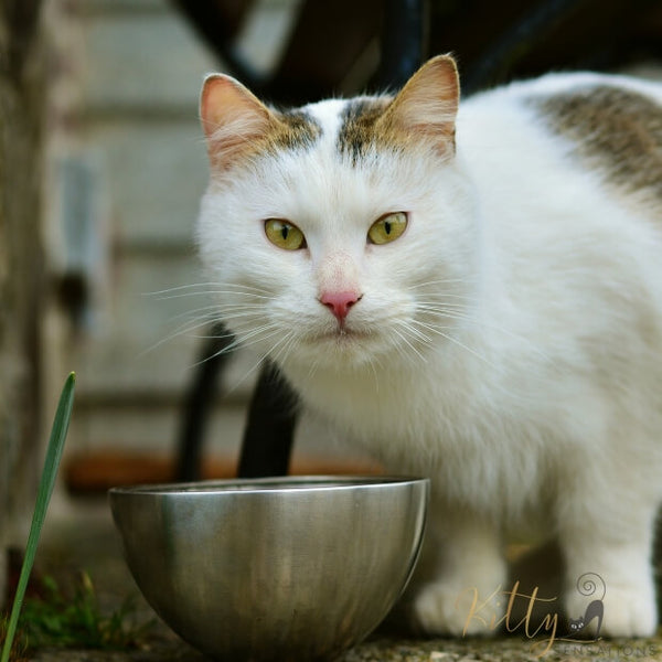 white cat standing at silver food bowl