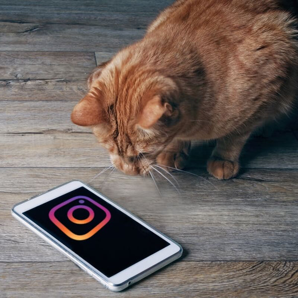 cat looking at smartphone with instagram logo 