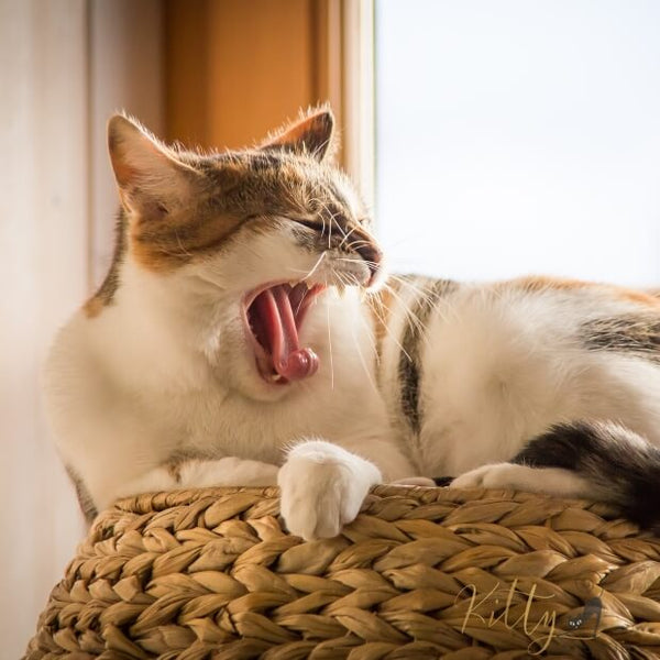 indoor cat yawning