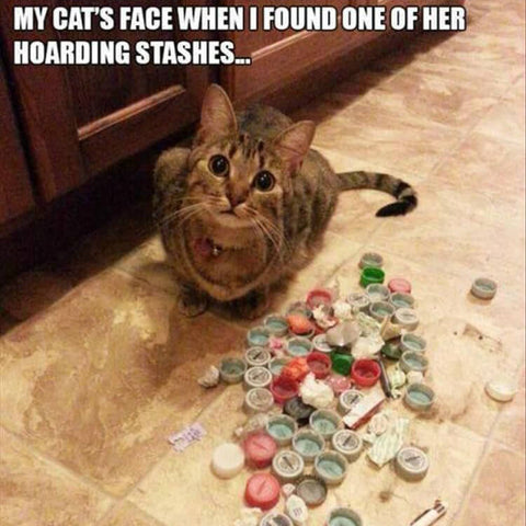 cats face when hoard is found kittysensations