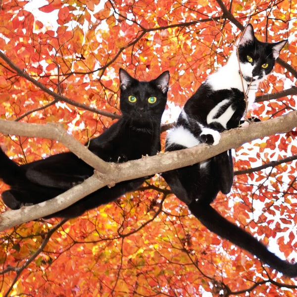 cats photographed from beneath a tree in autumn