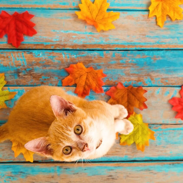 cute cat standing on autumn leaves