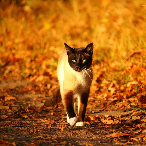 cute cat taking a walk in autumn