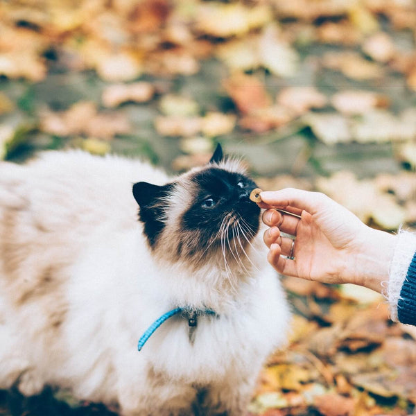 cat being fed by human hand