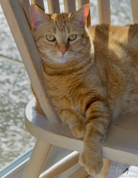 ginger cat with extra toes sitting on chair