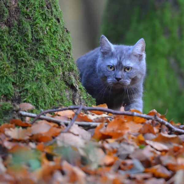 gray cat looking at autumn leaves