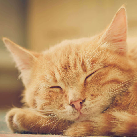 orange cat sleeping