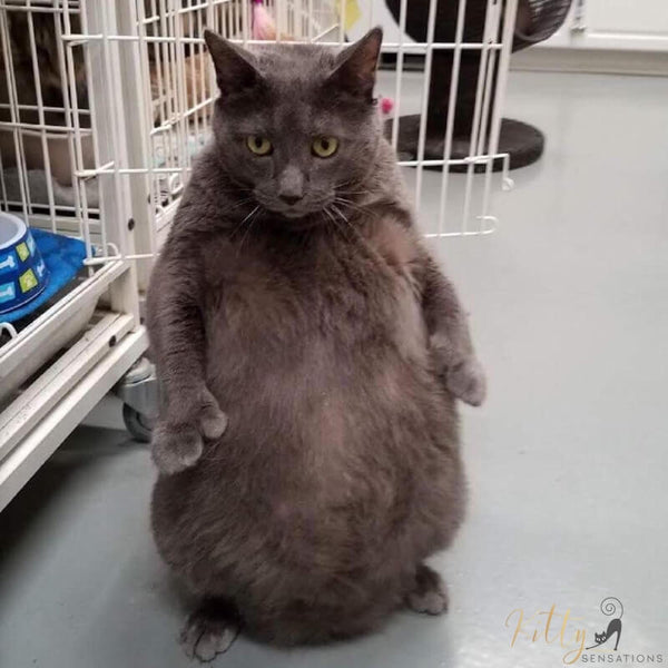 fat polydactyl cat standing up