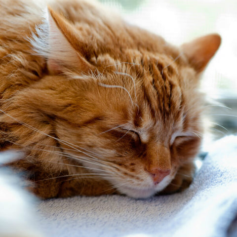 sleeping orange cat