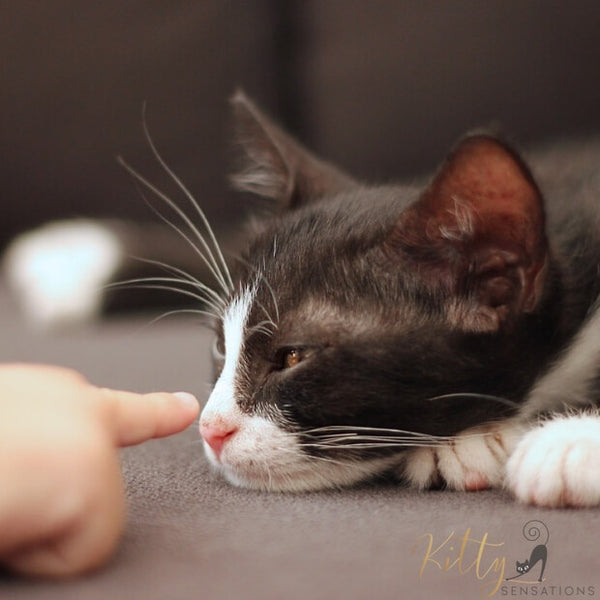 tuxedo cat and human hand pointing at it