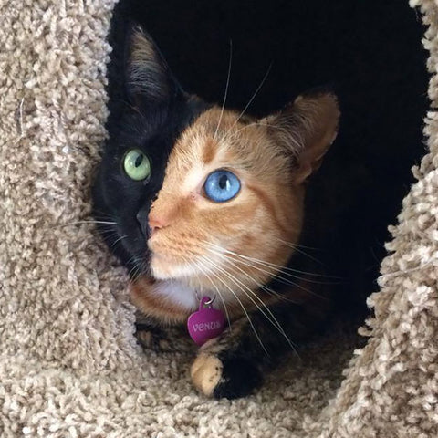 venus-the-two-faced-kitten-kittysensations