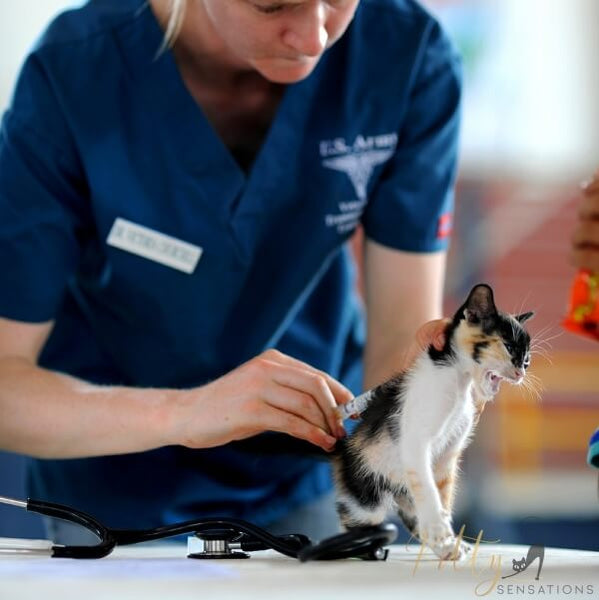 veterinarian with kitten