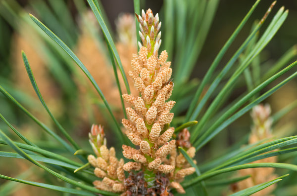 What to Know About Pine Pollen: Benefits, Uses & Side Effects