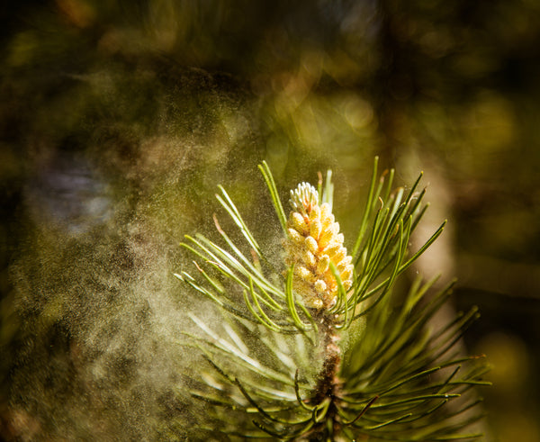 Surthrival - Premium Supplements – How Will Pine Pollen Benefit You?