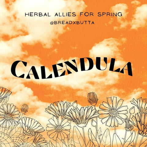 Calendula Herb for Spring