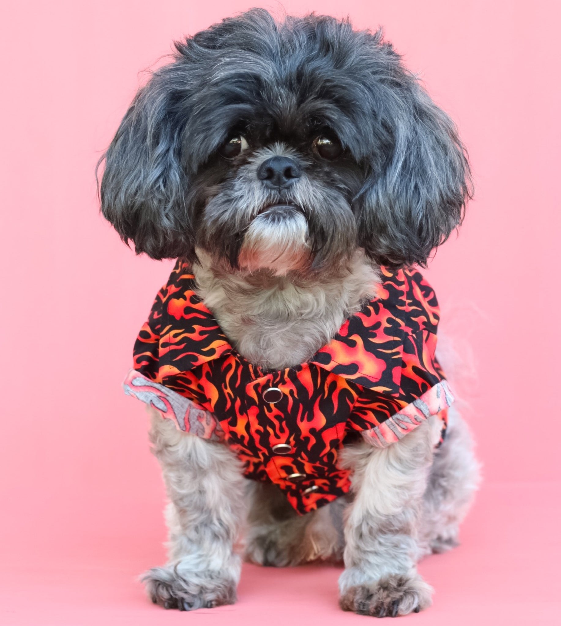 flames dog jersey