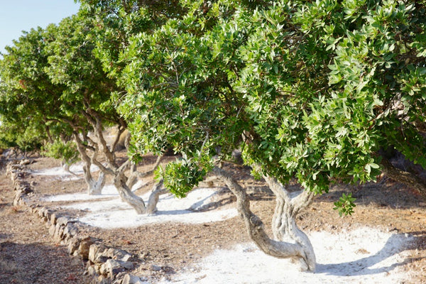 Names associated with Chios Mastic Gum research