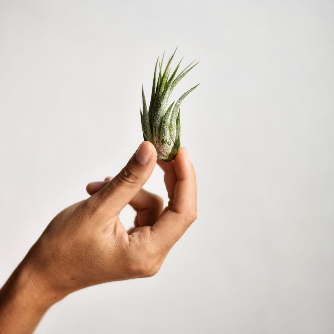 An air plant being held up by a hand.