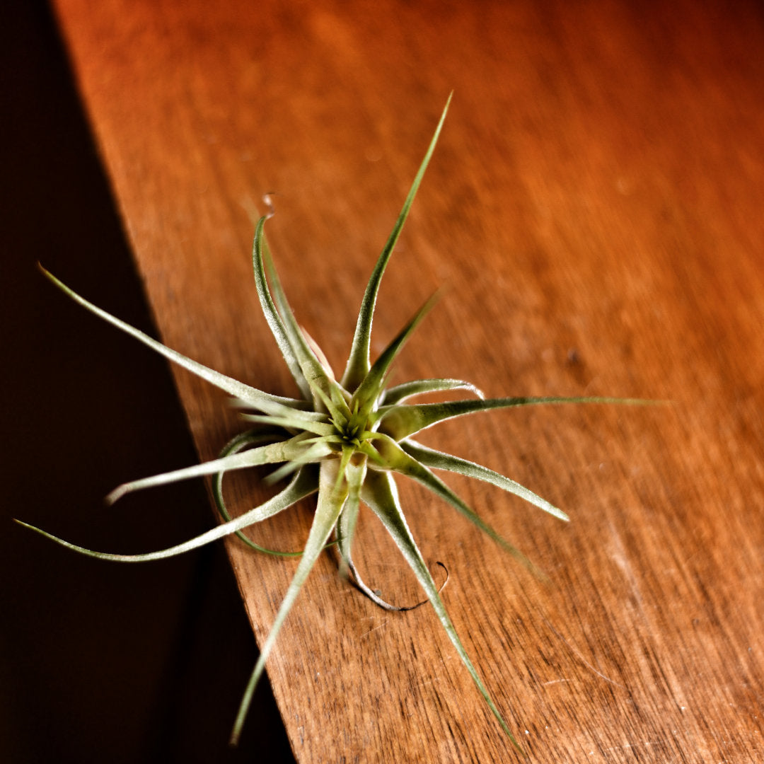 An air plant available to send as a gift. 