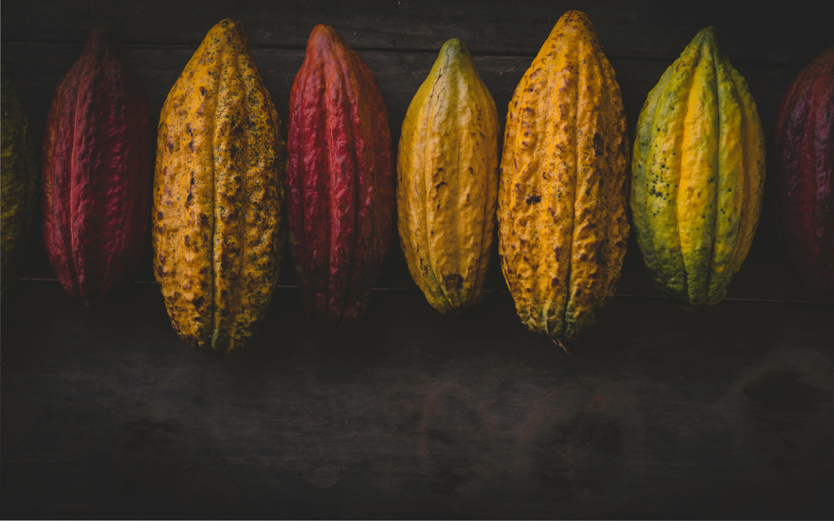 Coco pods drying before being made into chocolate.