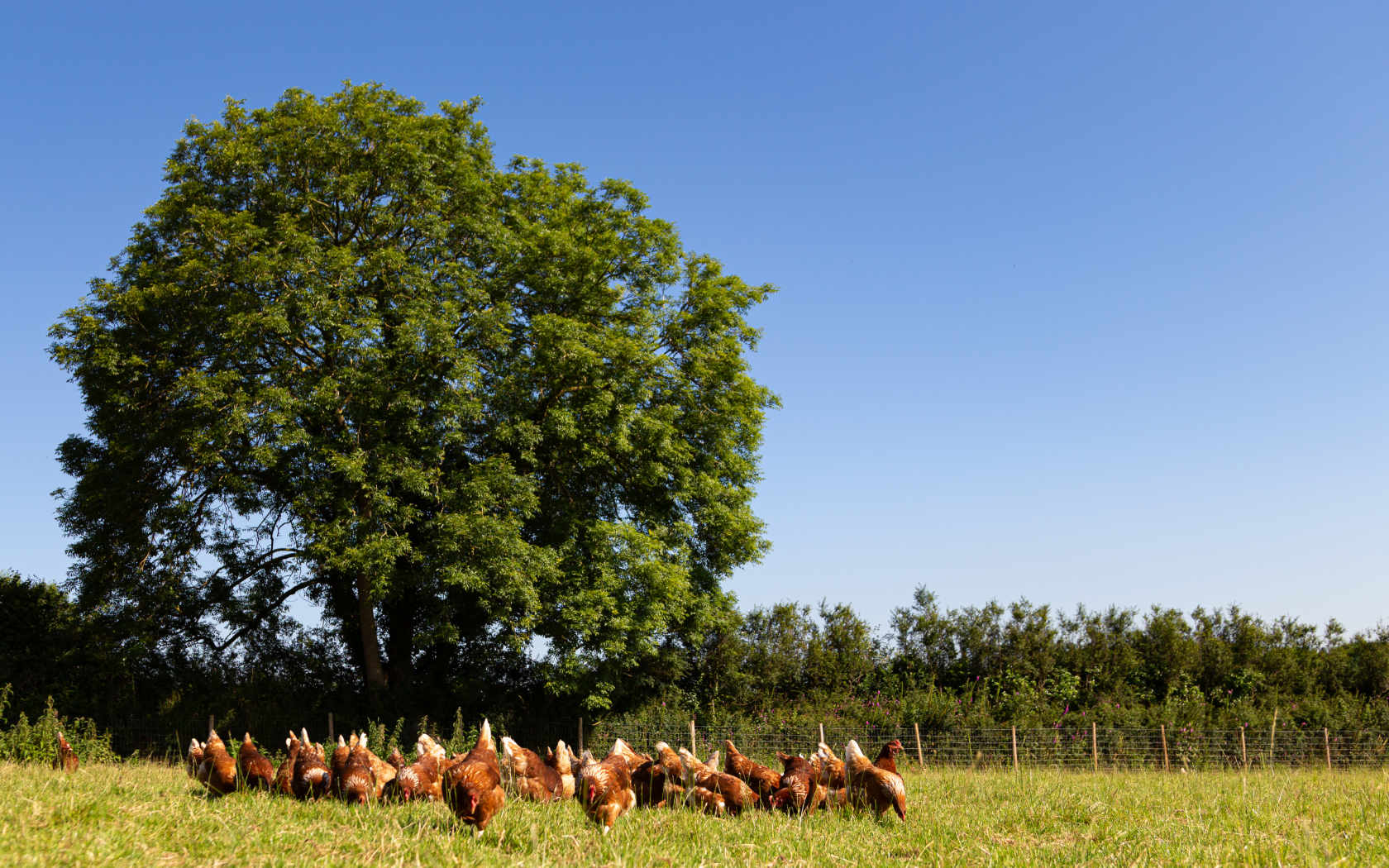 Chickens in a field. 