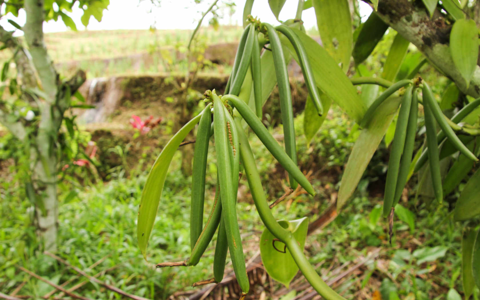 Vanilla growing.