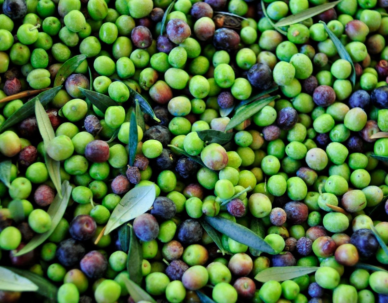 Arbequina olives