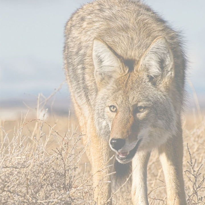 coyote rollers