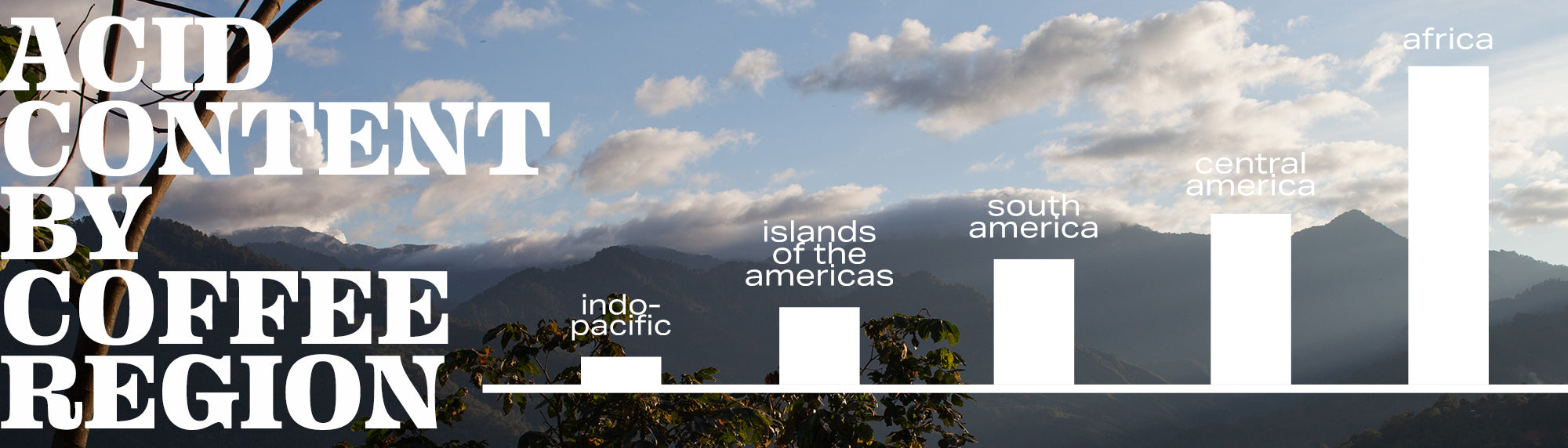 Infographic showing the differences in acid content based on coffee growing region.