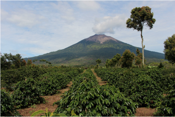 Rows of coffee trees leading up to Mount Kerinci, an active stratovolcano, in the background.