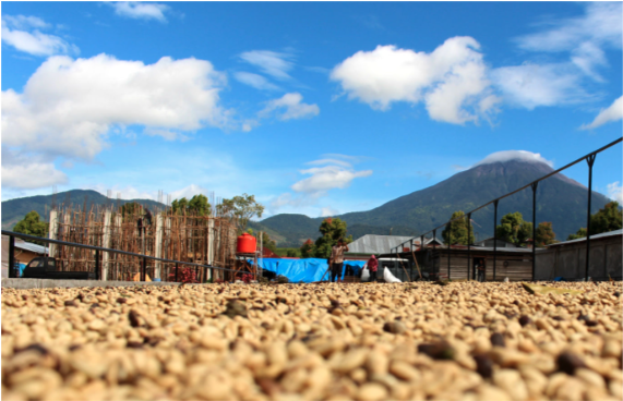 Low-up photograph of coffee seeds drying in the sun with Mount Kerinci in the background.