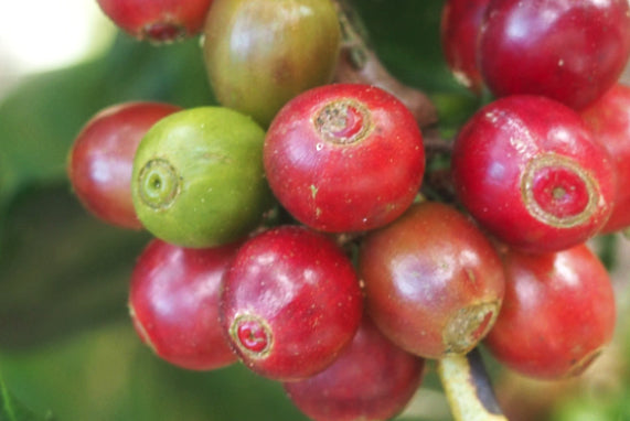 Typica coffee cherries on a branch.