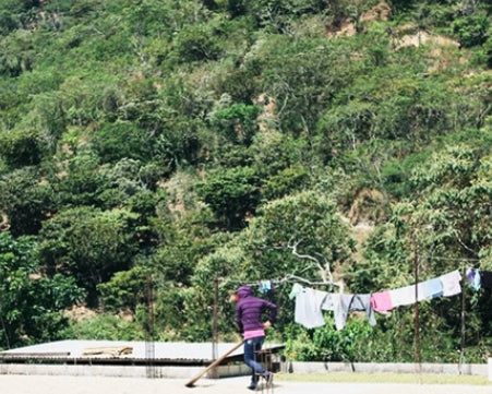 A Mexican coffee producer spreads green coffee on a patio to dry.