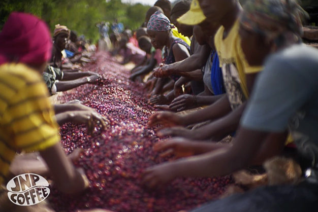 Burundian coffee farmers sort coffee cherries.