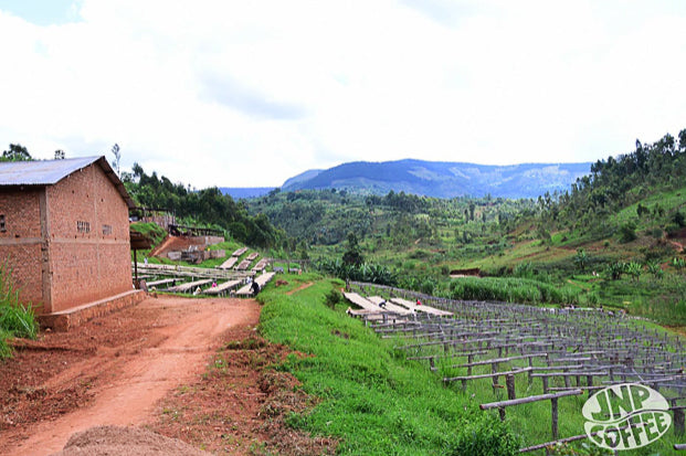 A Burundian coffee farm.