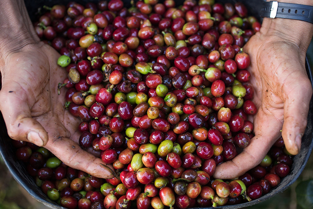 Hands scooping up washed coffee cherries.