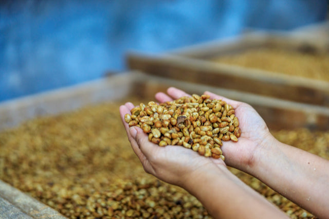 Hands holding fermented coffee seeds.