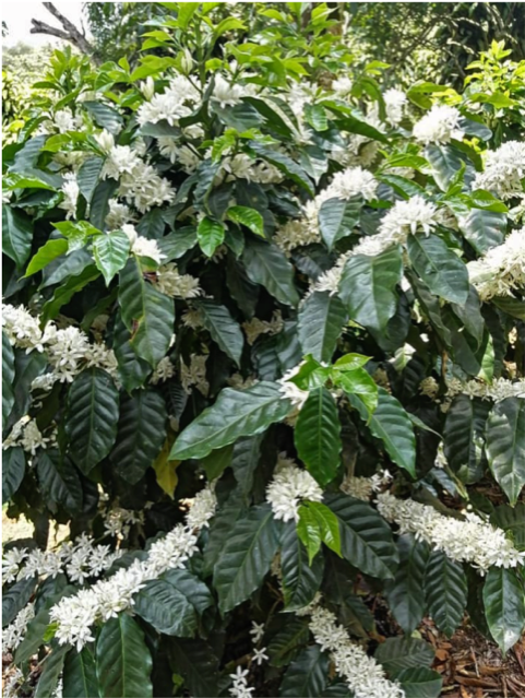 A coffee plant with white flowers.