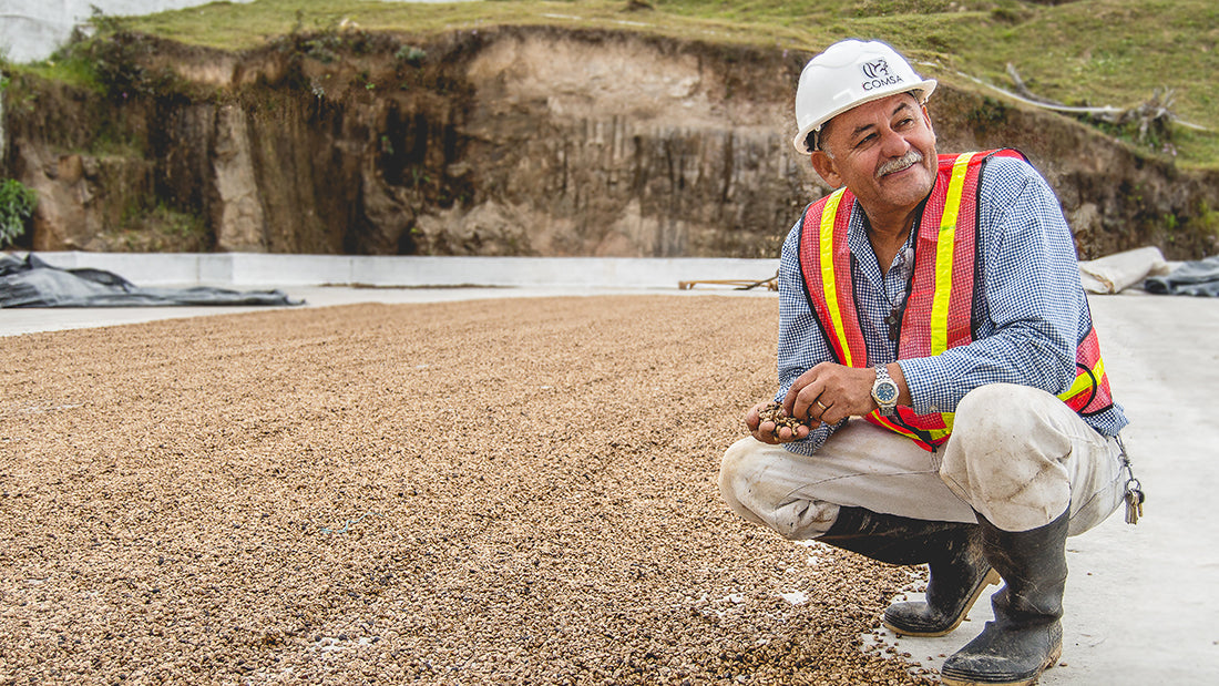 A coffee producer in Central America standing near coffee beans drying in the sun.