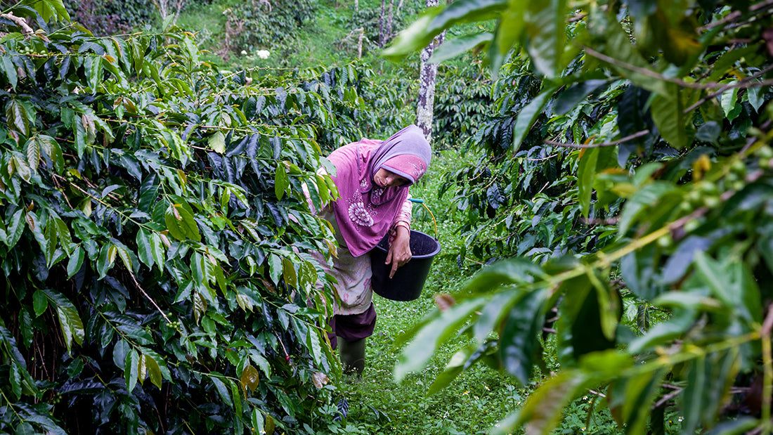 A coffee producer in Indonesia stooping to pick coffee cherries.