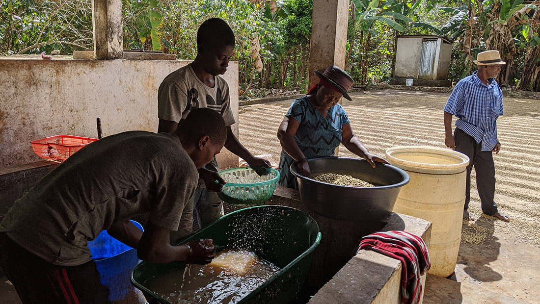 Coffee producers in Haiti washing and spreading out coffee beans to dry in the sun.