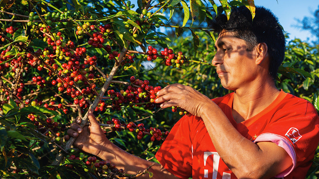 A coffee producer in South America inspecting a bough of ripe coffee cherries.