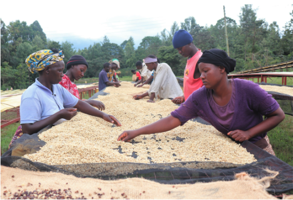 Kenyan coffee producers sort through coffee beans.