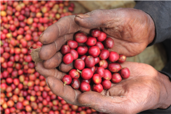 A Kenyan coffee farmer holds colorful coffee cherries.