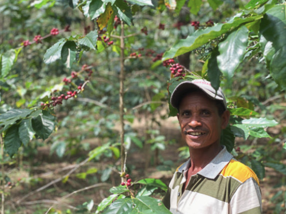 Timorese coffee farmer standing among coffee plants.