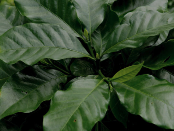 The leaves of a coffee plant in La Paz, Honduras.