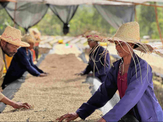 Ethiopian coffee producers inspecting green coffee beans on a raised bed.