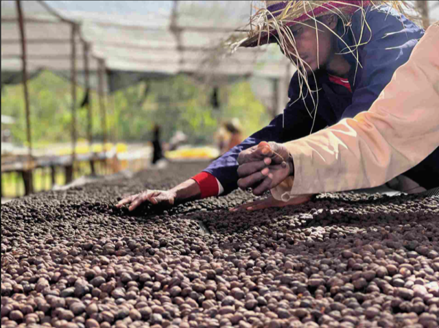 Ethiopian coffee producers inspecting coffee cherries.