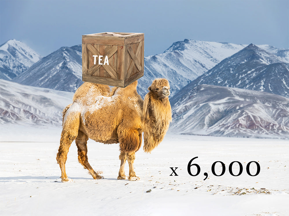 A camel carrying a wooden crate of tea in Siberia.